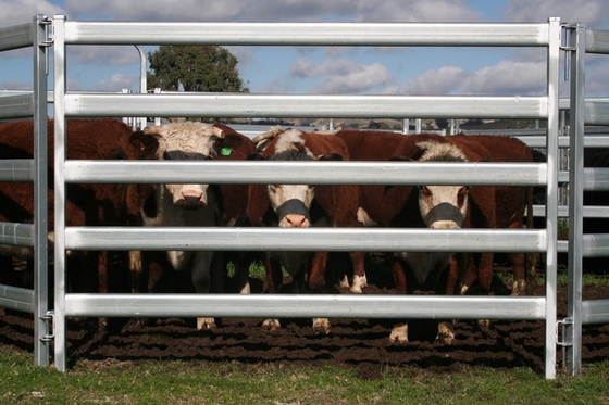 Powder Coated 5 Rails Heavy Duty Cattle Panel With Round Pipe