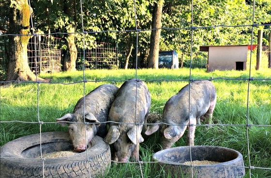 In Stock Livestock Knot Field Cattle Fence Pig Fence Proof Fencing for sale