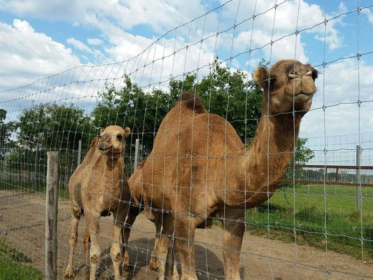 In Stock Livestock Knot Field Cattle Fence Pig Fence Proof Fencing for sale