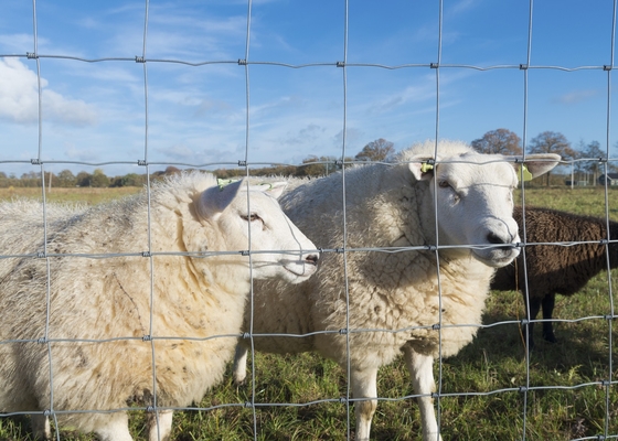Corrosion Resistant 3ft Tall Wire Cattle Fencing For Farm