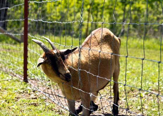 Corrosion Resistant 3ft Tall Wire Cattle Fencing For Farm