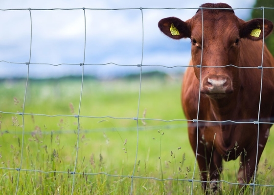 Corrosion Resistant 3ft Tall Wire Cattle Fencing For Farm
